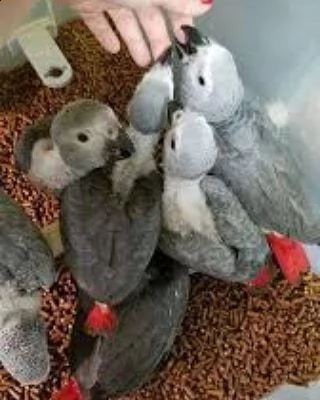 addomesticare i pappagalli grigi africani