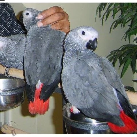 pappagalli cenerini africani in vendita intorno a te | Foto 3