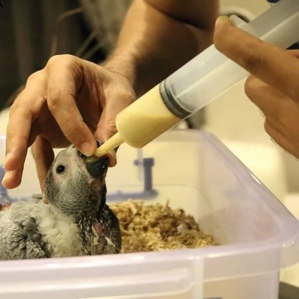 pappagalli cenerini africani in vendita intorno a te