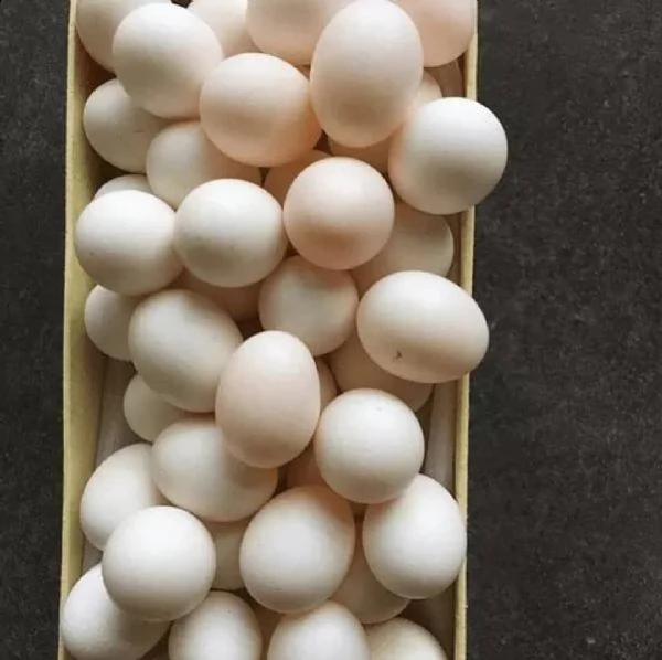 splendidi pappagalli in vendita | Foto 3