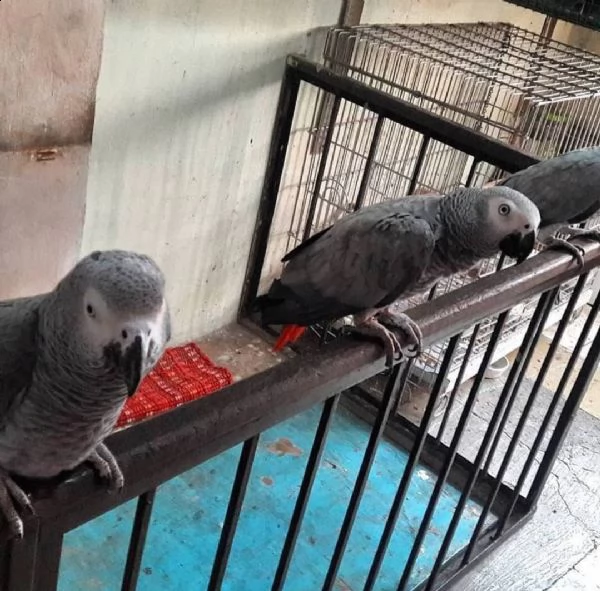 splendidi pappagalli in vendita | Foto 0