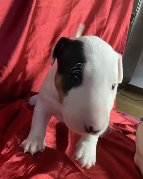adorabili cuccioli di bull terrier  femminucce e maschietti disponibili per l'adozione gratuita 