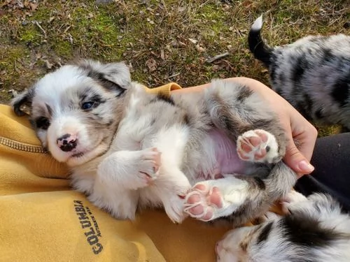 adorabili cuccioli di border collie femminucce e maschietti  disponibili per l'adozione gratuita