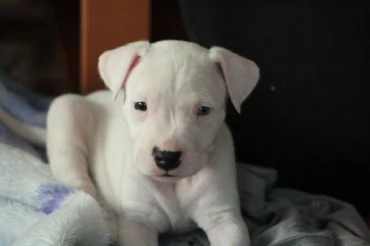 email : arwenbrades10[at]gmail[.com] cuccioli dogo argentino pedigree enci .con tutte le vaccinazioni e s | Foto 0