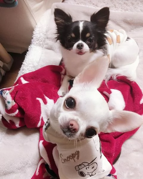 cuccioli dal cuore grande per l'adozione