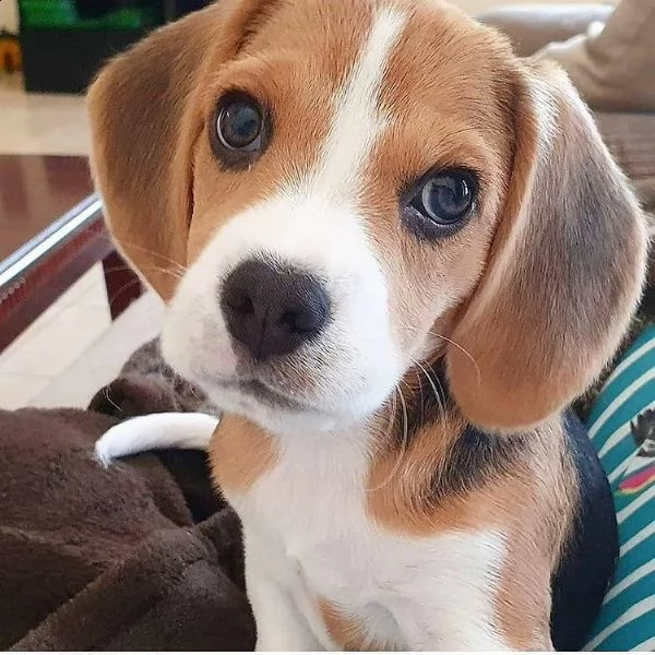cuccioli propizi in adozione