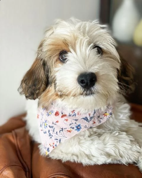 cuccioli di successo in adozione