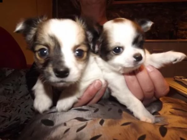 diamo  cuccioli  chihuahua e yorkshire e morkie