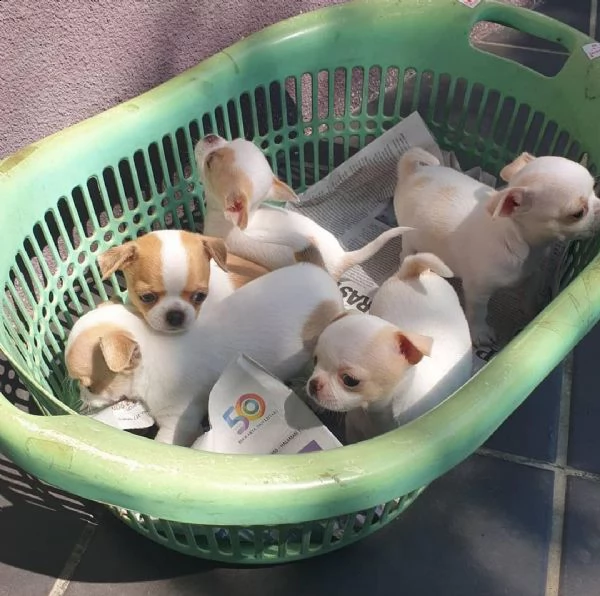 regalo cuccioli di chihuahua maschio e femmina