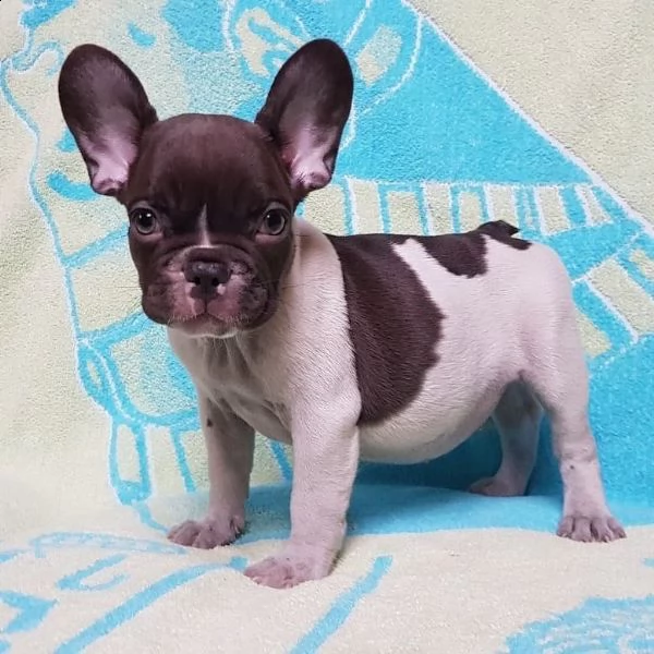cuccioli di bulldog francese ben addestrati. | Foto 2