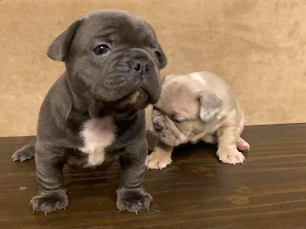 cuccioli di bulldog francese ben addestrati.