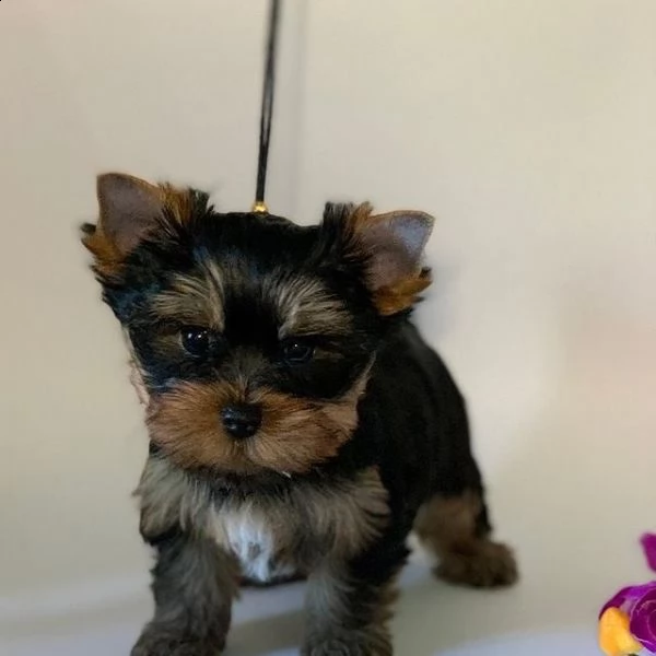 cuccioli di yorkie registrati per l'adozione | Foto 1