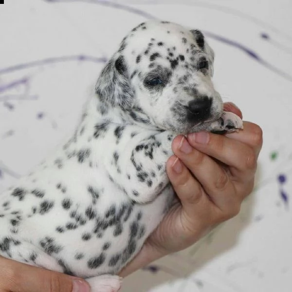cuccioli dalmata | Foto 1