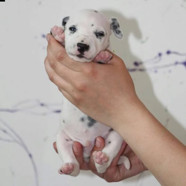 cuccioli dalmata | Foto 0