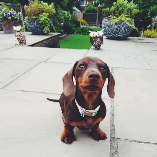 cuccioli di bassotto sani e ben addestrati per l'adozione gratuita | Foto 2