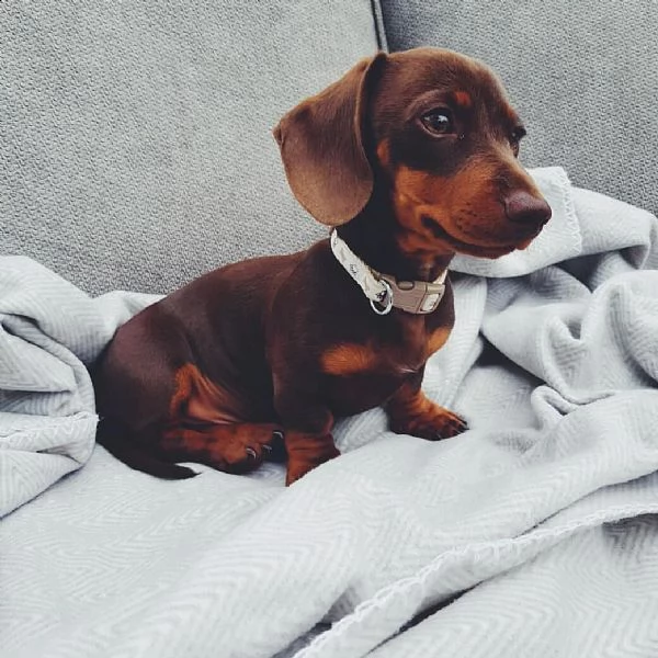 cuccioli di bassotto sani e ben addestrati per l'adozione gratuita