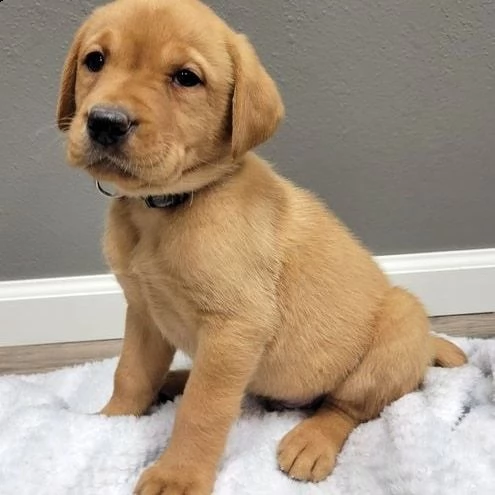 simpatici cuccioli di labrador retriever in adozione | Foto 2