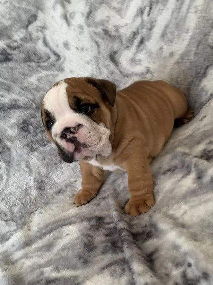 cuccioli bulldog inglese  | Foto 1