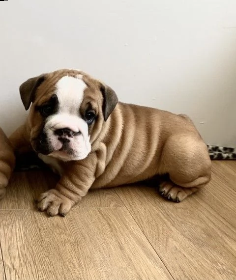 cuccioli bulldog inglese 