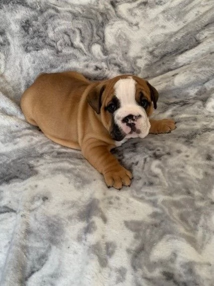 cuccioli bulldog inglese  | Foto 0