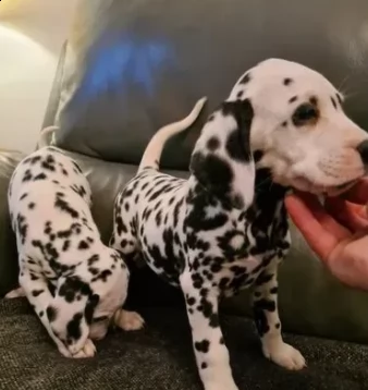 cuccioli di razza dalmata puri | Foto 0