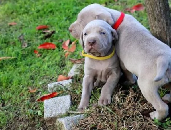  agasallo cachorros de weimaraner ola somos unha pequena criería afeccionada temos á vosa disposició