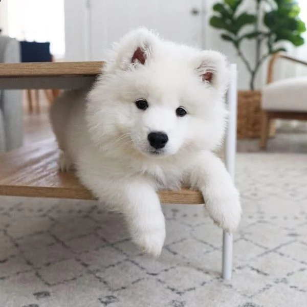 regala adorables cachorros de samoyedo para nenas e nenos gratuíto, os cachorros están vacinados co
