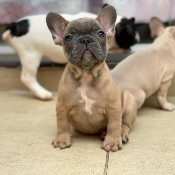 cuccioli di bulldog francese per l'adozione bellissimi cuccioli disponibili, carattere adorabile , s