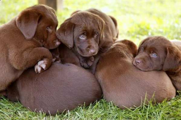 cuccioli di labrador retriever cioccolati e biondi