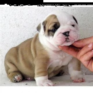 cuccioli inglese bulldog disponibili per adozione