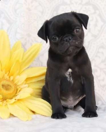 regalo carlino cuccioli introvabili cuccioli di carlino intelligenti e dolcissimi attaccati al padro