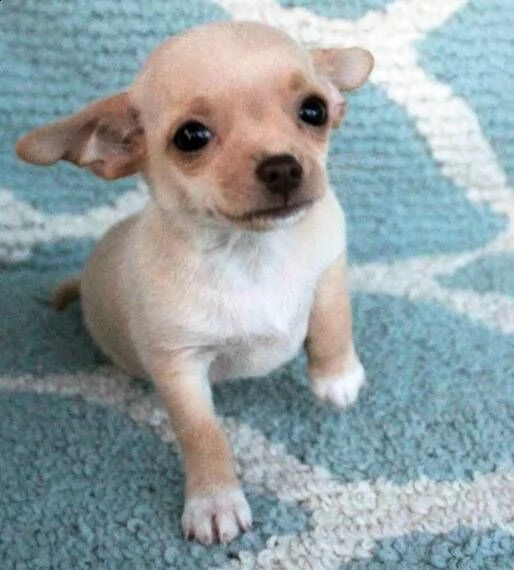 chihuahua cuccioli