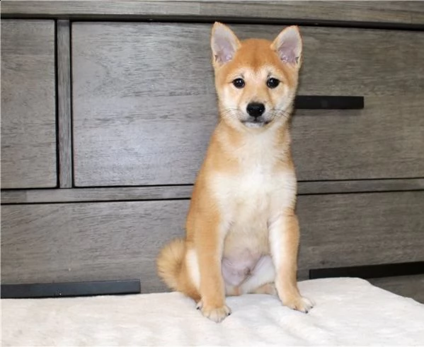 bulldog francese cuccioli