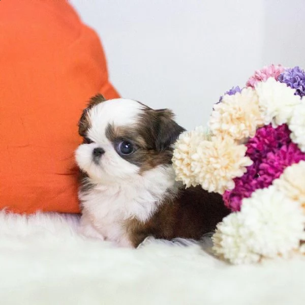 bellissimi cuccioli di shih tzu tutti pronti