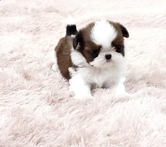 simpatici cuccioli di shih tzu ora disponibili per l'adozione