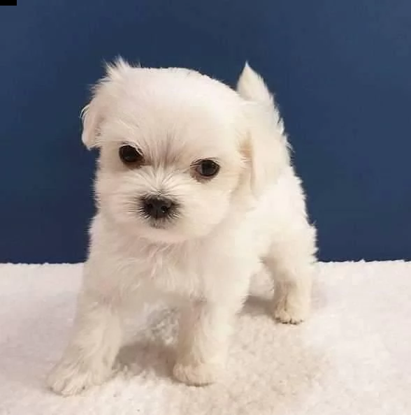 cuccioli maltese toy massimo 2kg e mezzo