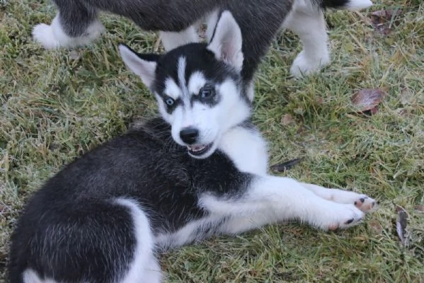 siberian husky occhi color ghiaccio stupendi | Foto 6