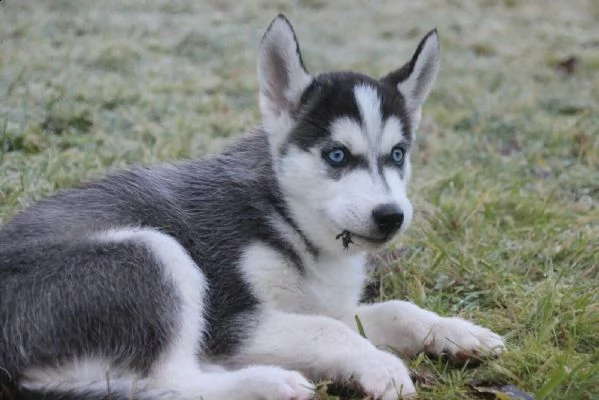 siberian husky occhi color ghiaccio stupendi | Foto 5