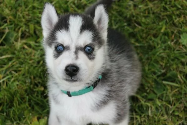 siberian husky occhi color ghiaccio stupendi | Foto 4