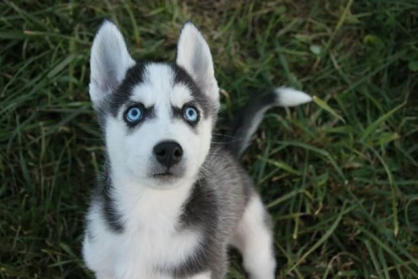 siberian husky occhi color ghiaccio stupendi | Foto 3