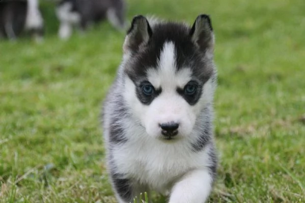 siberian husky occhi color ghiaccio stupendi | Foto 2