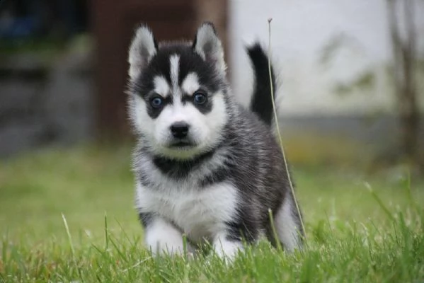 siberian husky occhi color ghiaccio stupendi | Foto 1