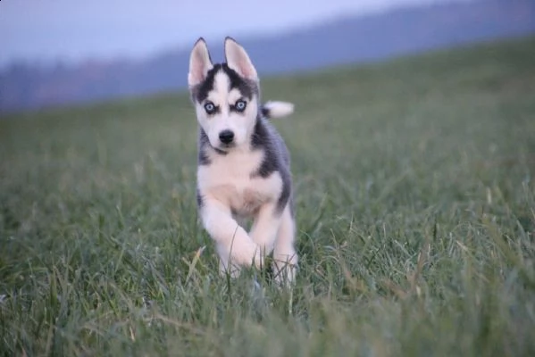 siberian husky occhi color ghiaccio stupendi | Foto 0