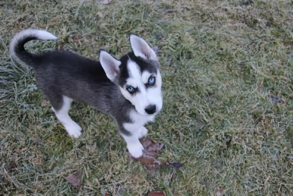 siberian husky occhi color ghiaccio stupendi