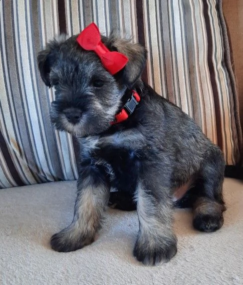 cuccioli schnauzer maschio e femmina | Foto 0