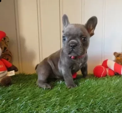 dispone di cuccioli di bouledogue francese | Foto 0