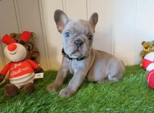 dispone di cuccioli di bouledogue francese