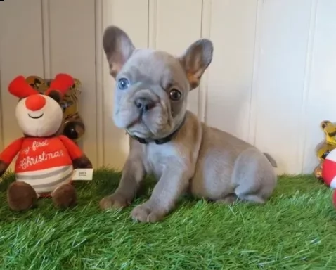 cuccioli bouledogue francese