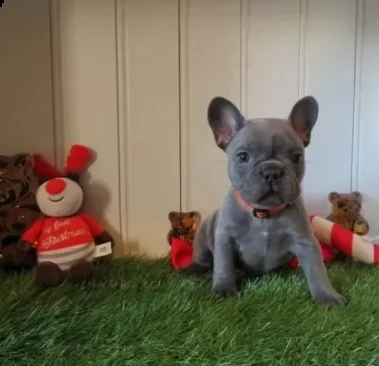 cuccioli bouledogue francese | Foto 0