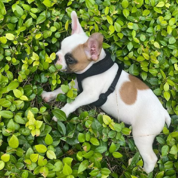  regalo bouledogue francese